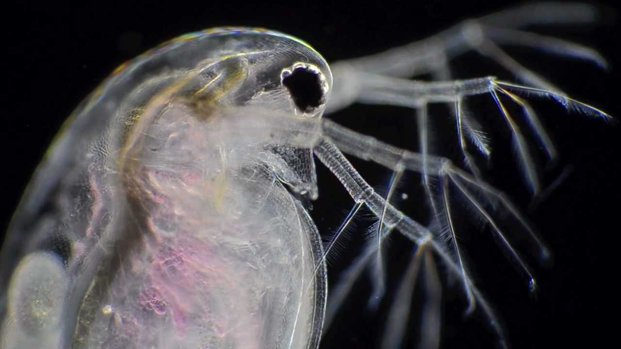 برغوث الماء