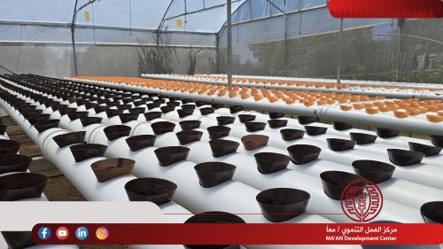 MA’AN Follows Up on Entrepreneurial Projects Supported Through the “Employment for All” Project in Jenin and Tulkarm